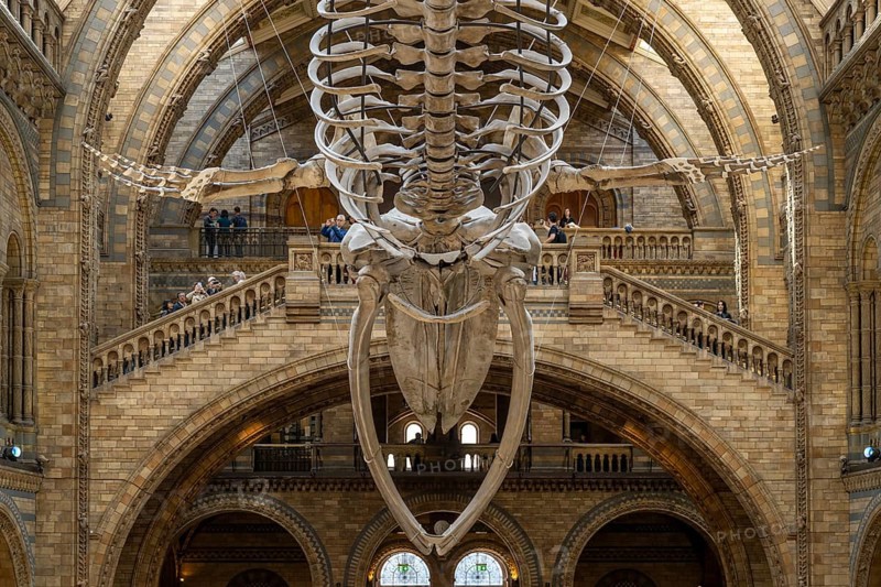 Blue whale skeleton