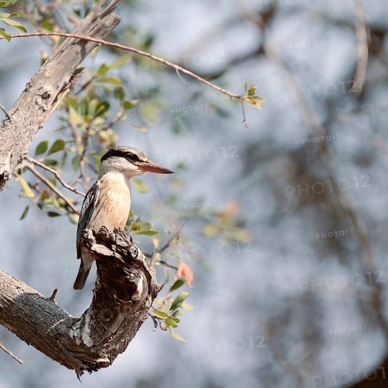Striped kingfisher