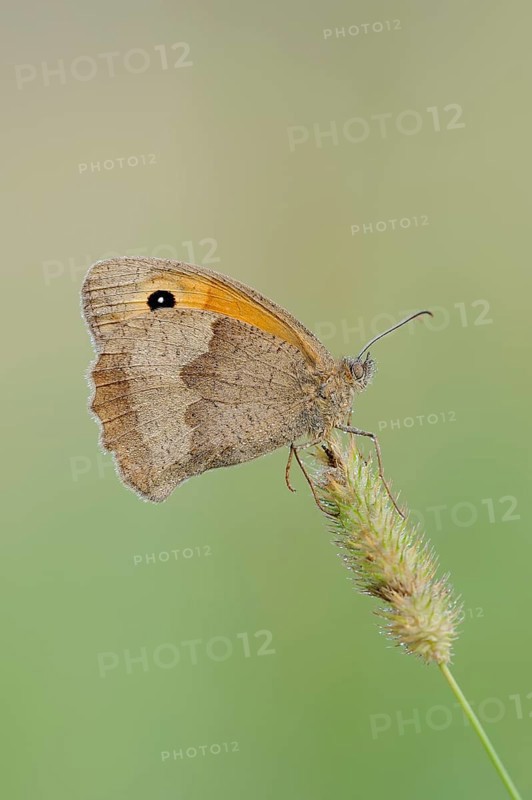 Meadow brown