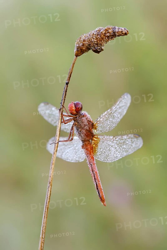 Scarlet dragonfly