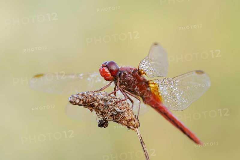 Scarlet dragonfly