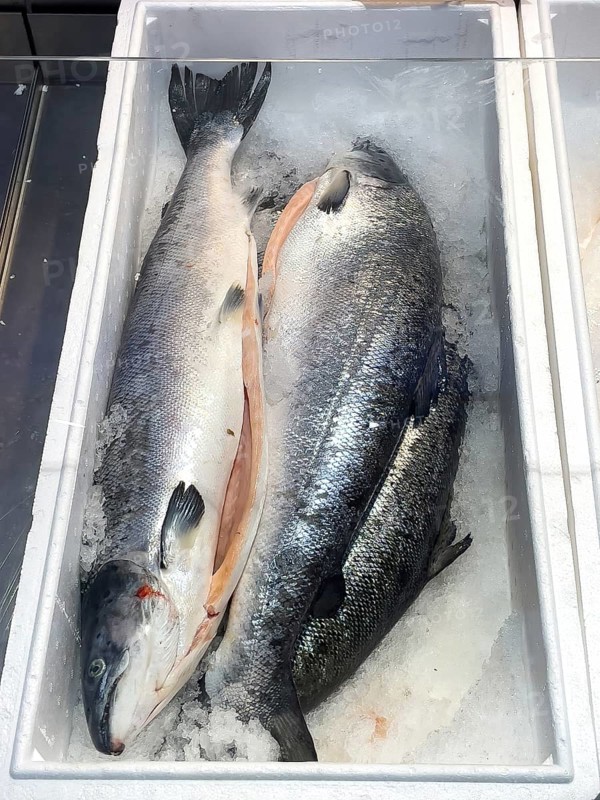 Display of fishing caught whole fish fresh fish three pieces Atlantic salmon