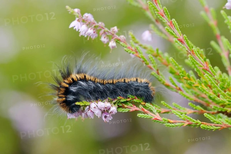 Fox moth