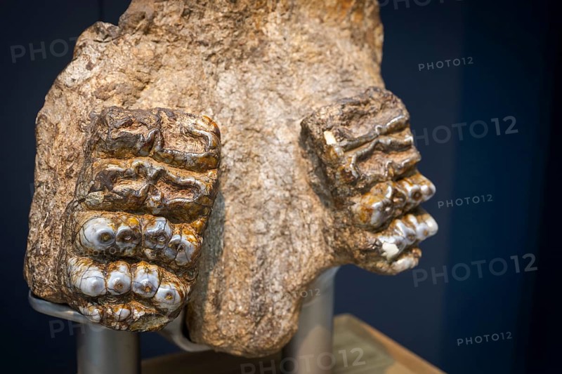 Fossilised teeth