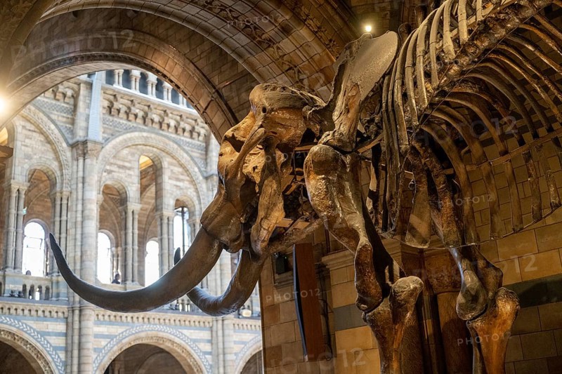 Mammoth skeleton