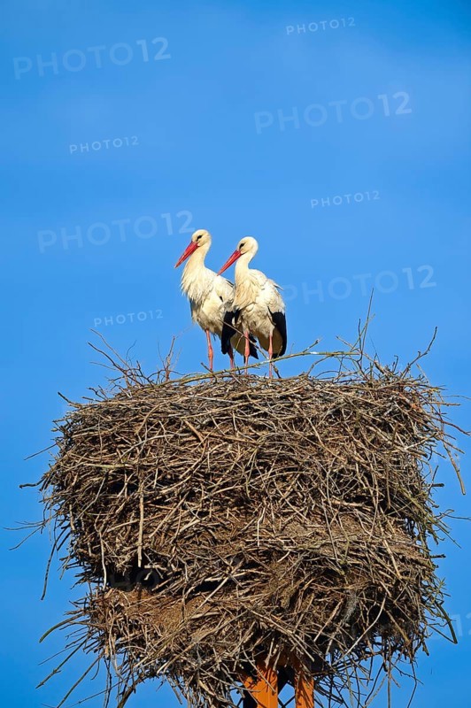 White storks