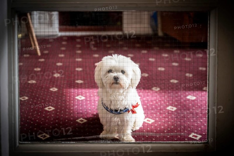 Shot dog Bichon Frise or also Bichon a poil frise behind glazed door