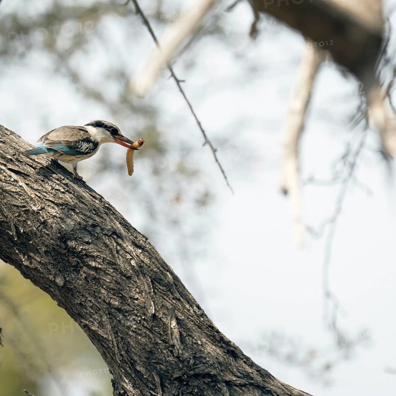 Striped kingfisher