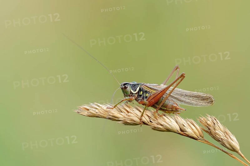 Roesel's bush-cricket