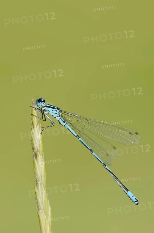 Azure damselfly