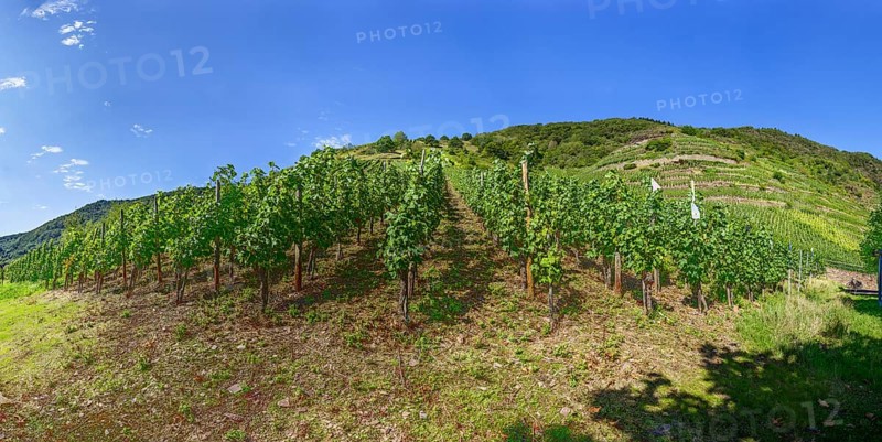 Grape vines