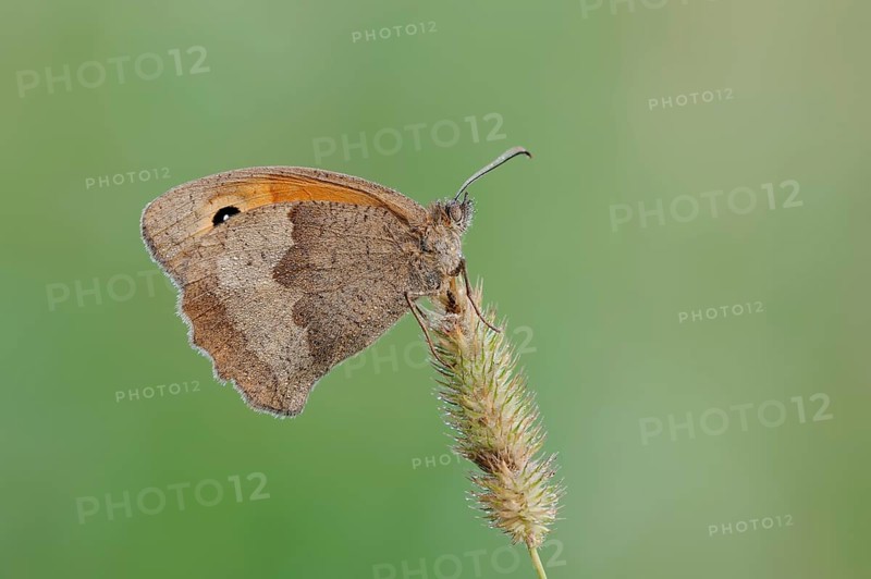 Meadow brown