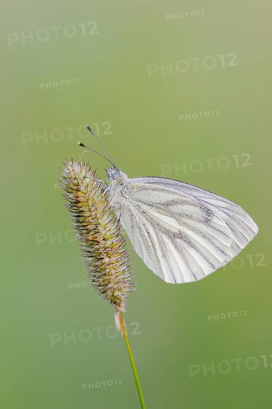 Green-veined white