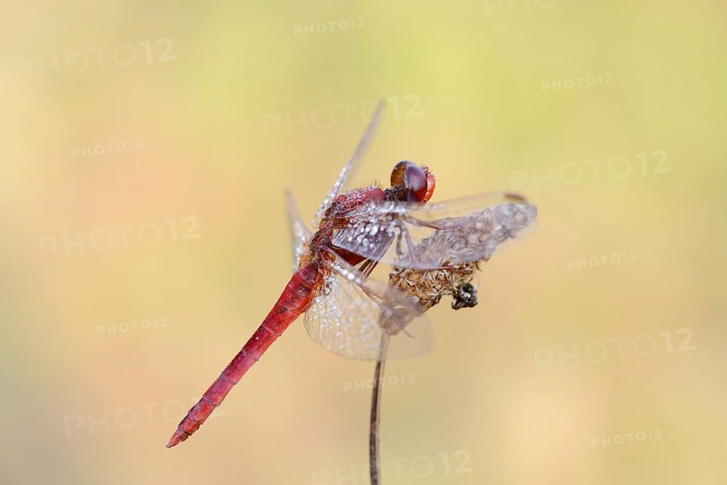 Scarlet dragonfly