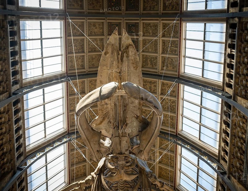 Blue whale skeleton