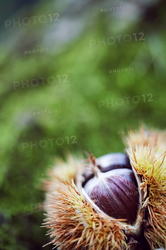 Sweet chestnut