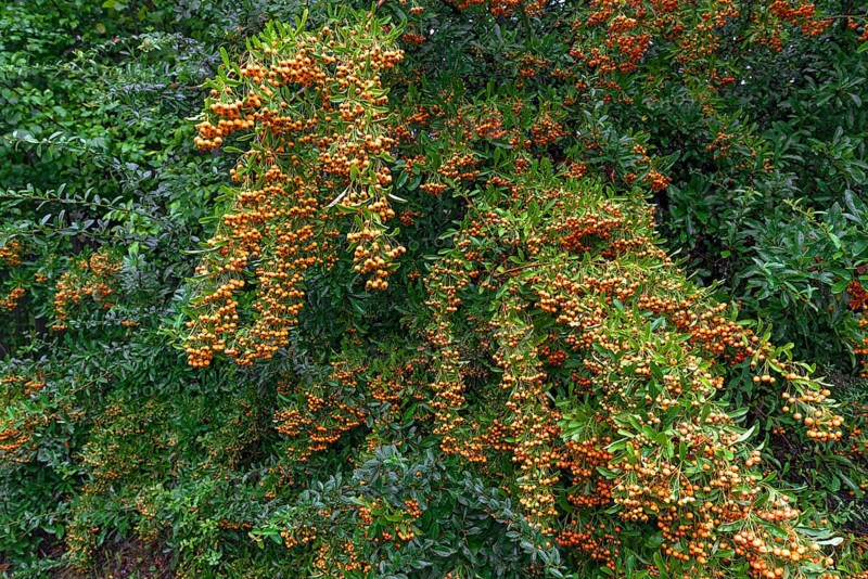 Firethorn