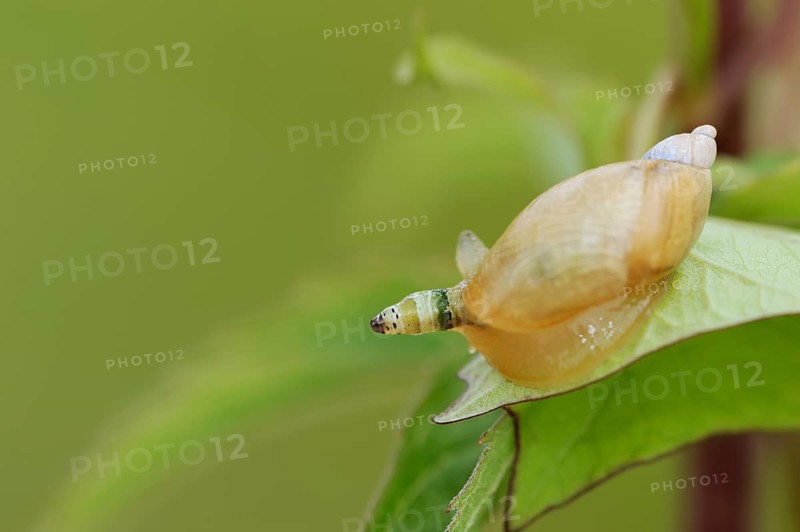 Common amber snail