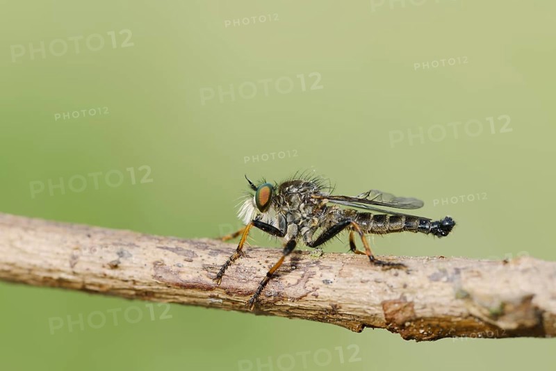 Garden robber fly