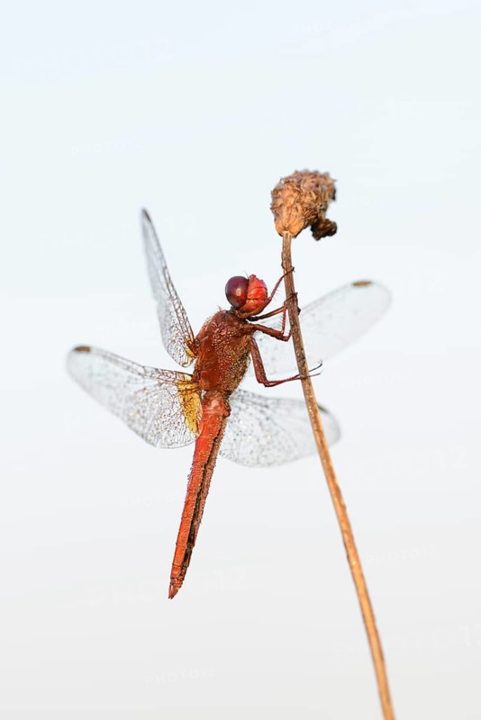 Scarlet dragonfly