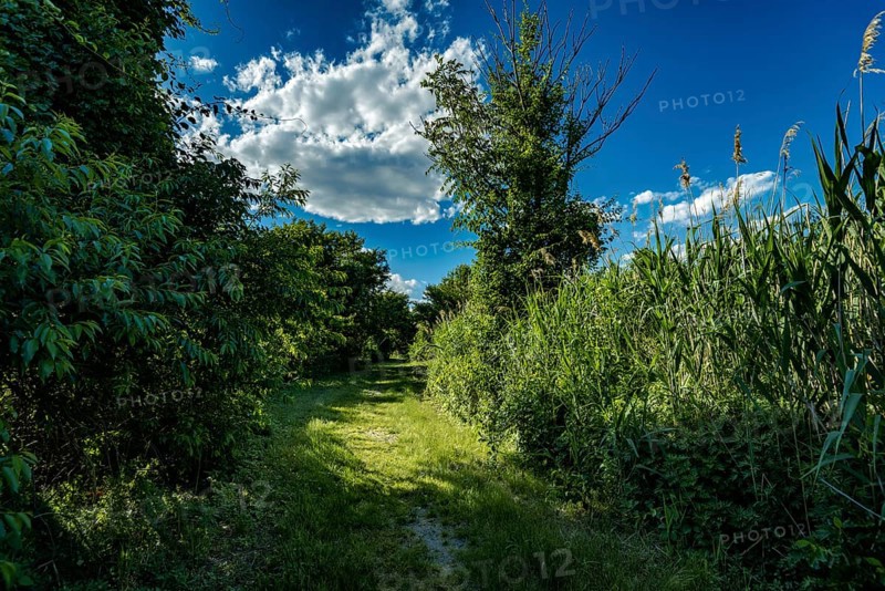 On the Millstone Trail towards the Dead Horse Bay off the Barren Island and Floyd Bennett Field. Brooklyn