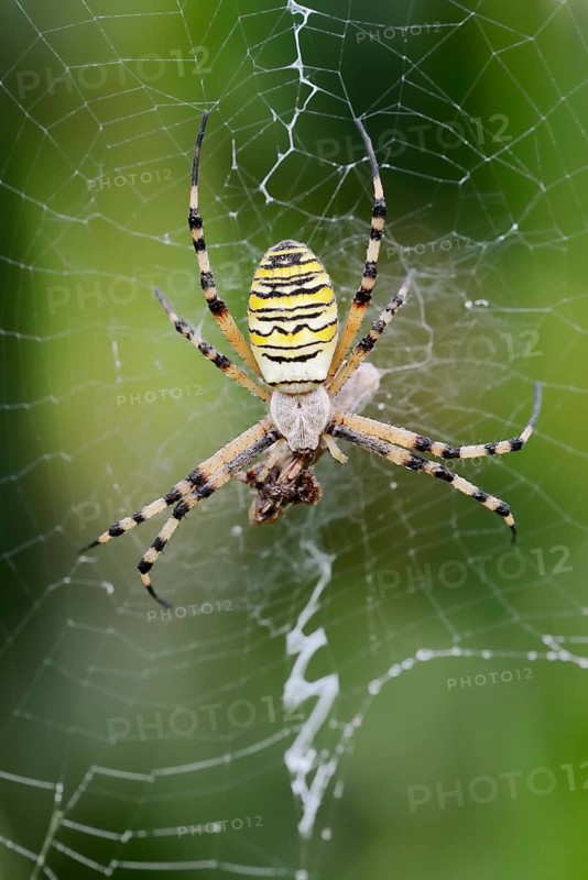 Wasp spider