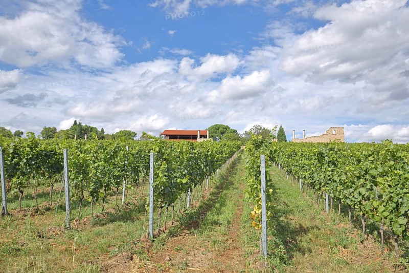 Vines with Roman Vineyard Weilberg