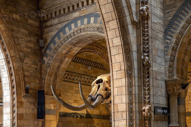 Mammoth skeleton