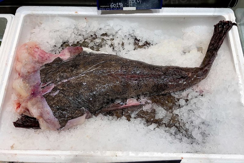 Display of fish caught fish tail body of monkfish