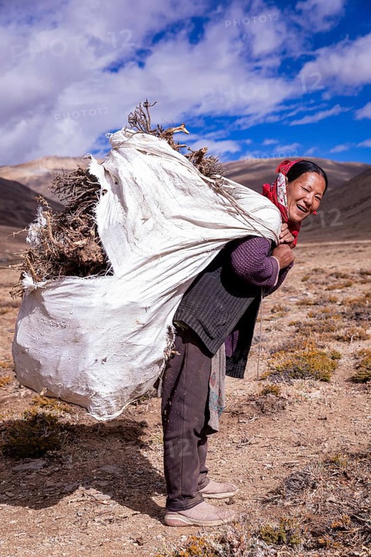 A Changpa nomad collects twigs and roots to be used to make fire