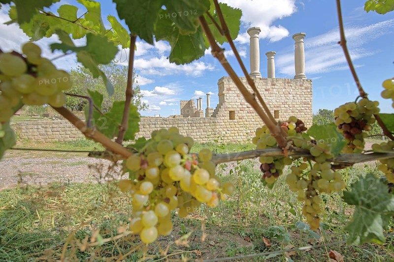 Ripe grapes on the vine