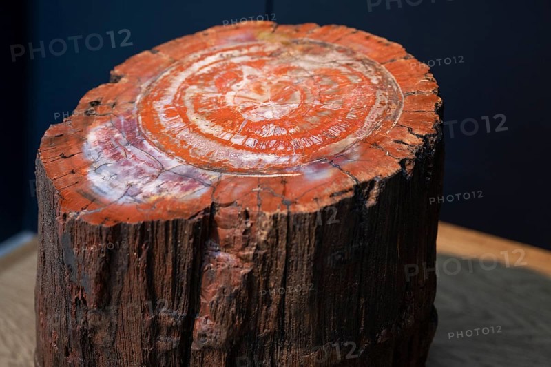 Petrified tree
