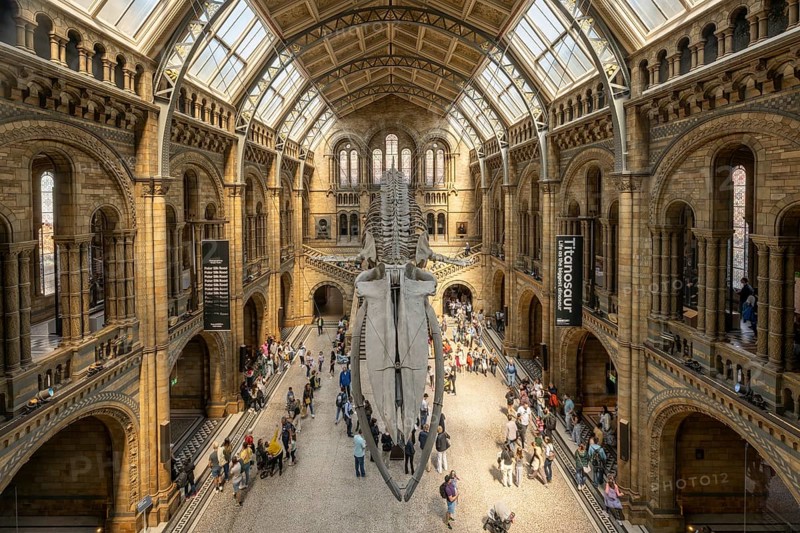 Blue whale skeleton