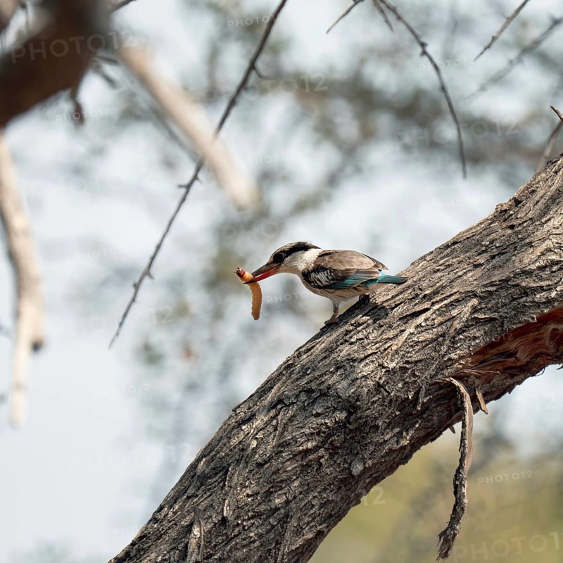 Striped kingfisher