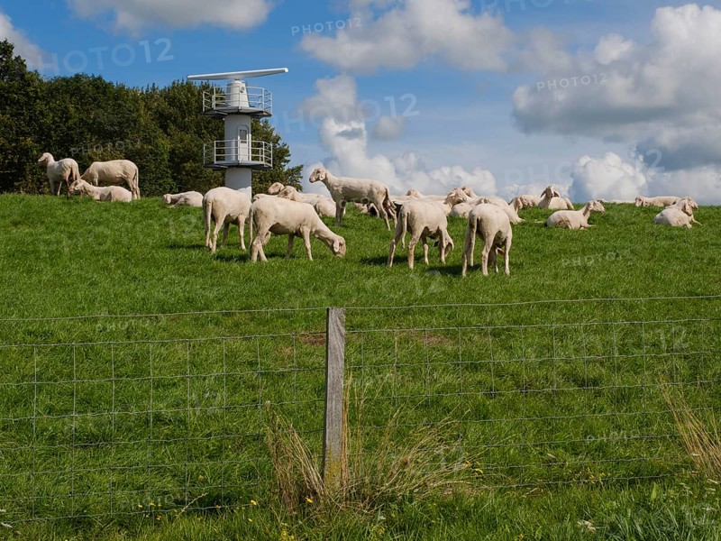 Sheep