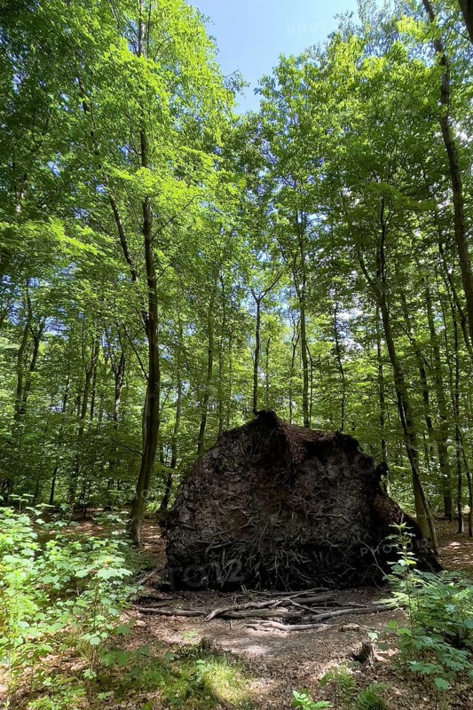 View of exposed torn roots of storm toppled fallen tree with shallow shallow root system short tree roots lies in mixed forest