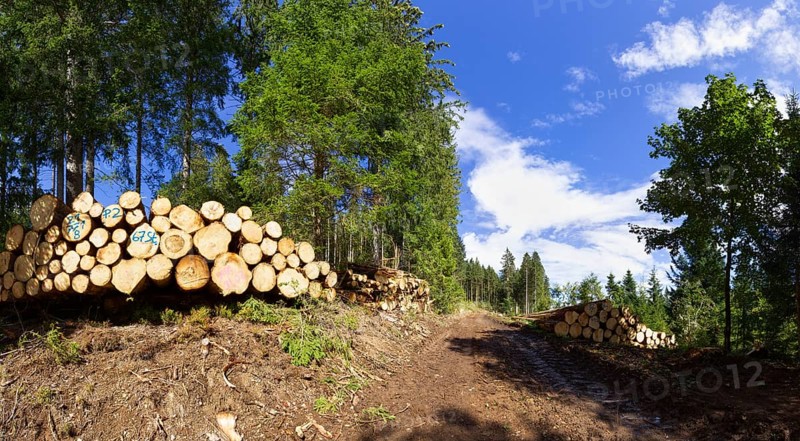 Timber harvest near Furtwangen im Schwarzwald