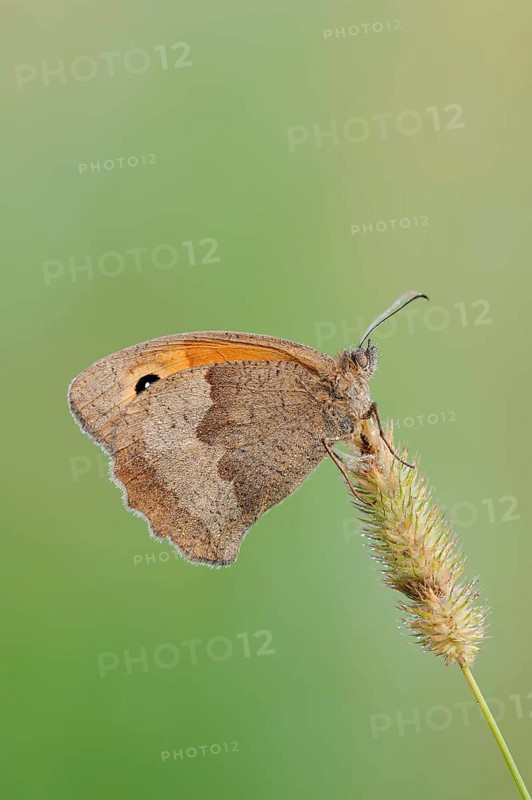Meadow brown