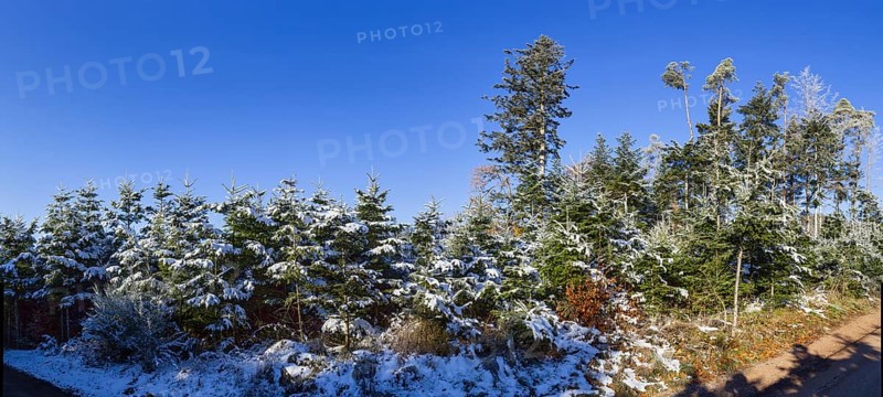 Snow-covered european silver firs