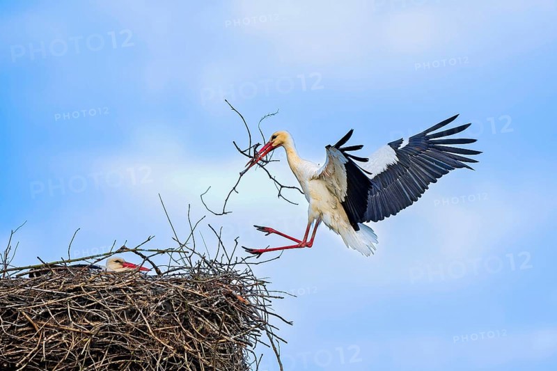 White stork
