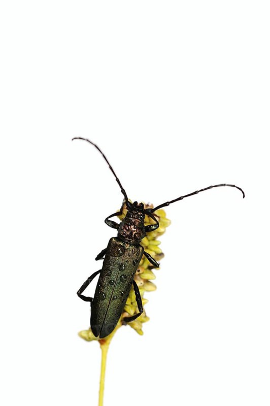 Musk beetle