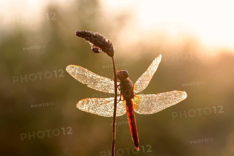 Scarlet dragonfly