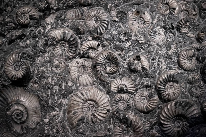 Petrifaction