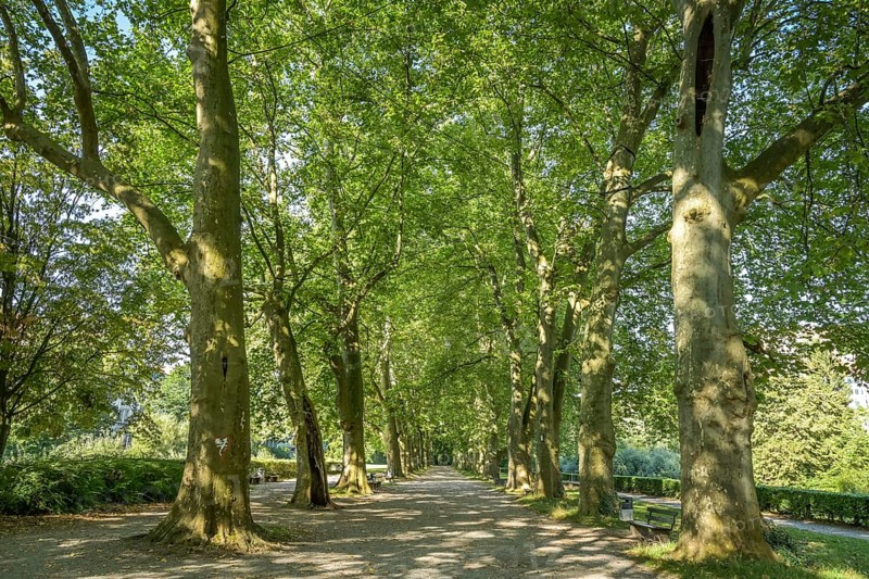 Plane Tree Avenue