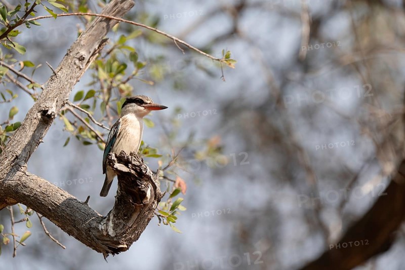 Striped kingfisher