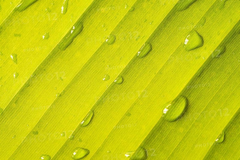 Close up green banana leaf