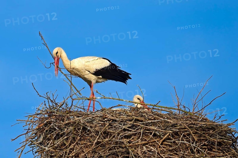 White storks