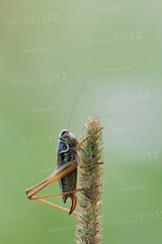 Roesel's bush-cricket