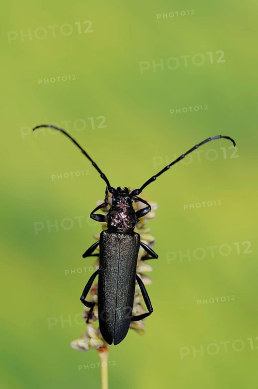 Musk beetle
