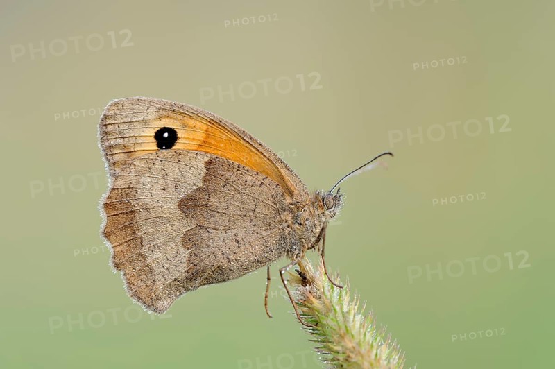 Meadow brown